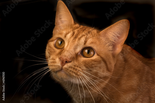 Obraz na plátně Orange tabby cat isloated