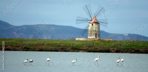 Flamingos in den Salinen nahe Mocia (Sizilien)