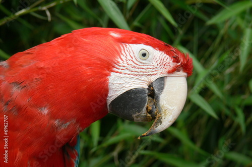 perroquet1