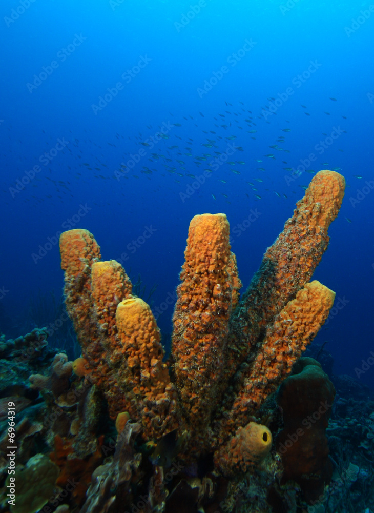 Fototapeta premium Branching tube sponge