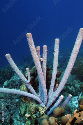 stove pipe sponge (oceanapia bartschi) photo