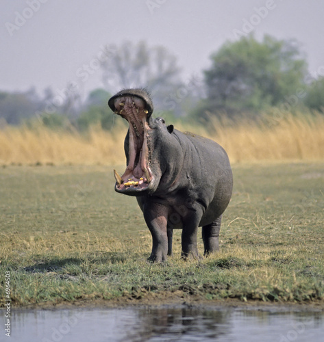 Africa-Hippopotamus