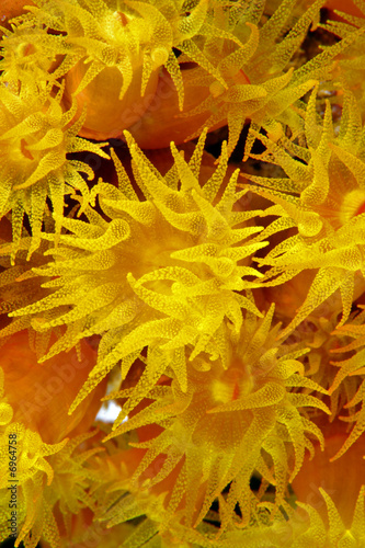 Orange cup coral (Tubastraea coccinea) #6964758