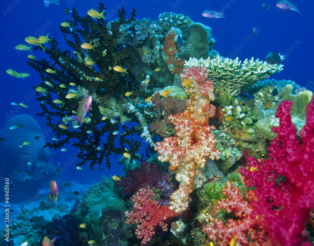 Soft coral reef scene