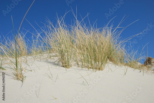 oyat sur la dune