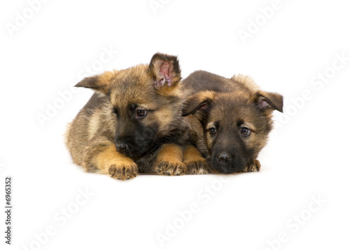 two Germany sheep-dog puppies isolated on white backgroun