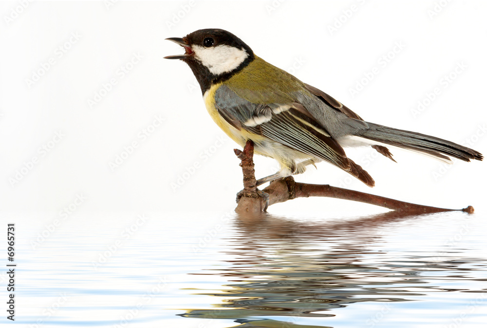 Obraz premium titmouse