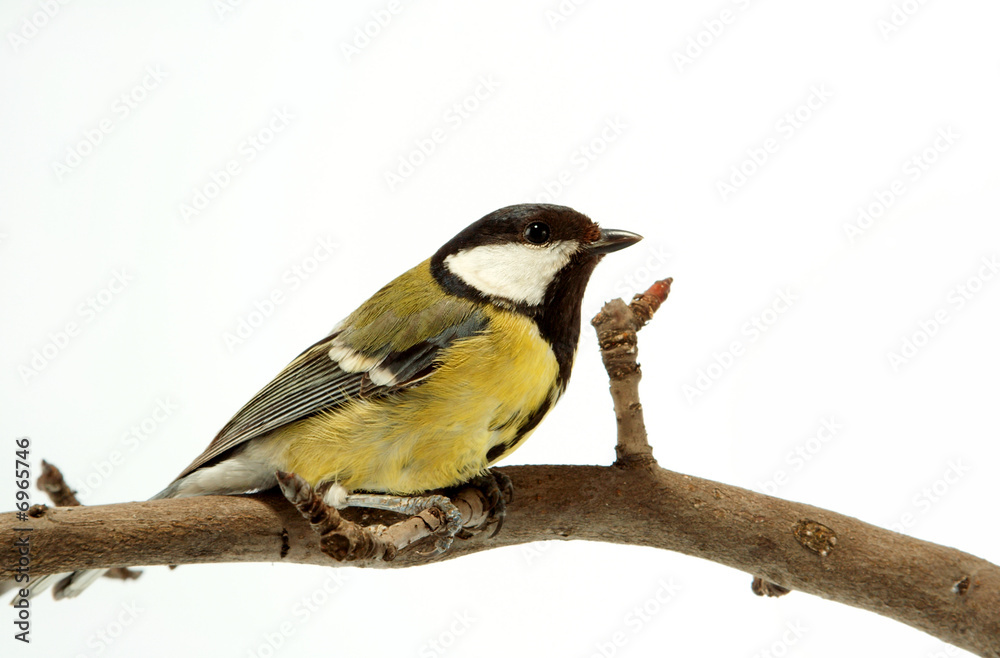 Fototapeta premium titmouse