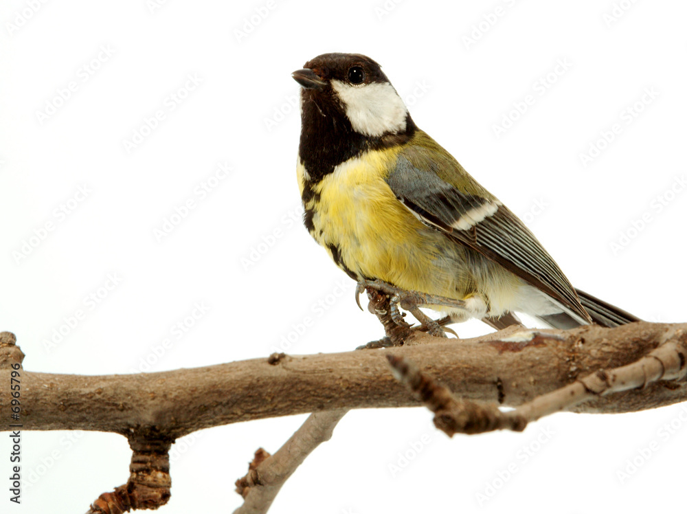 Naklejka premium titmouse