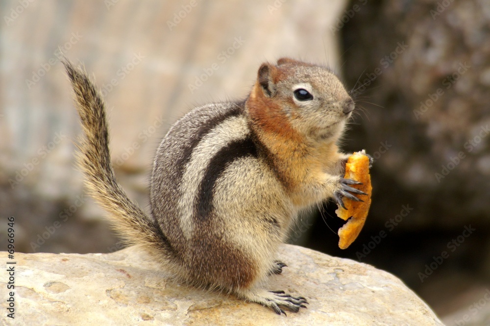 Golden-mantled Ground Squirrel Golden-mantled Ground Squirrel