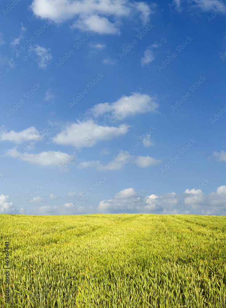 Beautiful summer wheat field