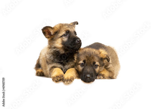 Germany sheep-dog puppies isolated on white backgroun