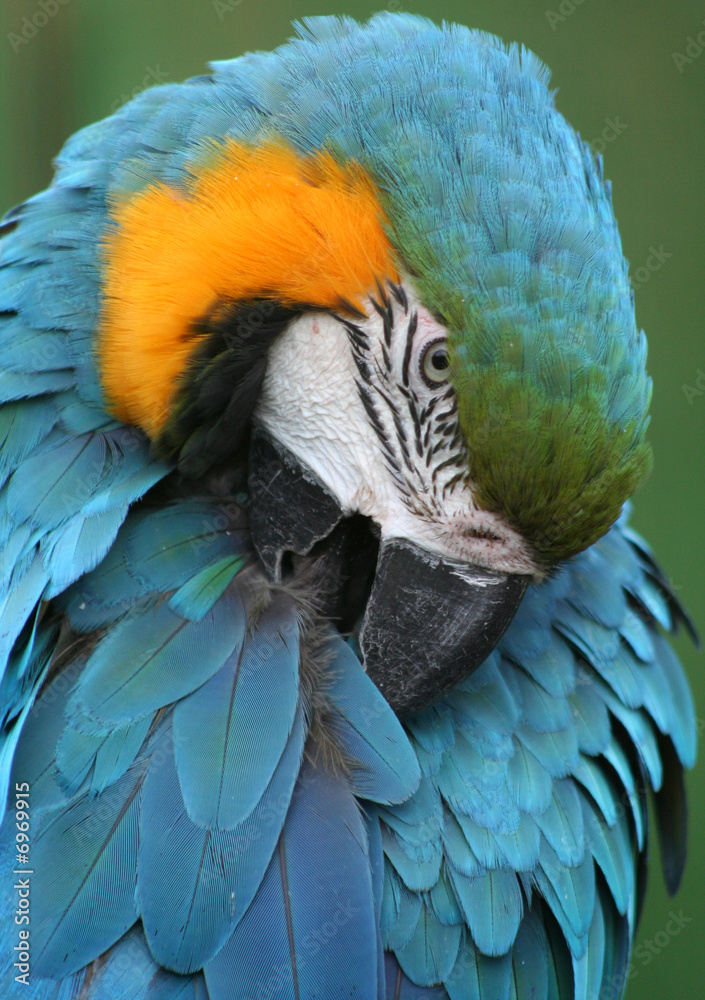 Fototapeta premium Pappagallo azzurro 5