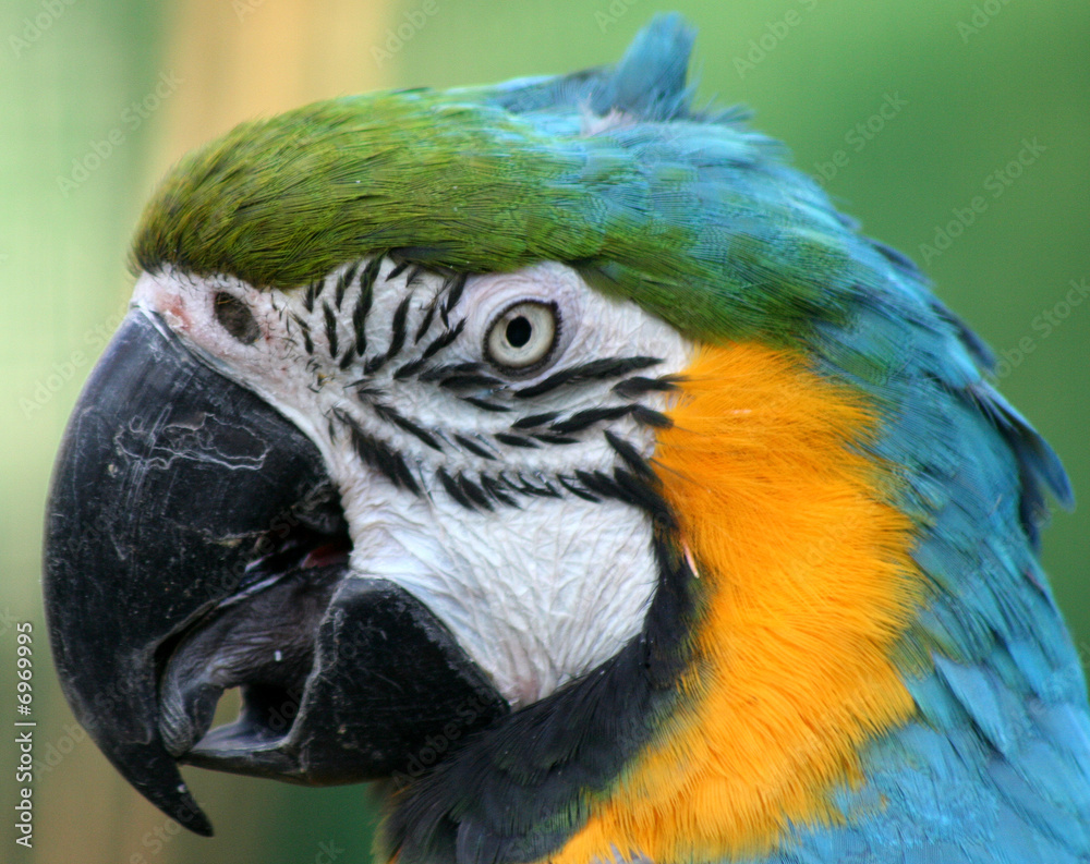 Fototapeta premium Pappagallo azzurro 4