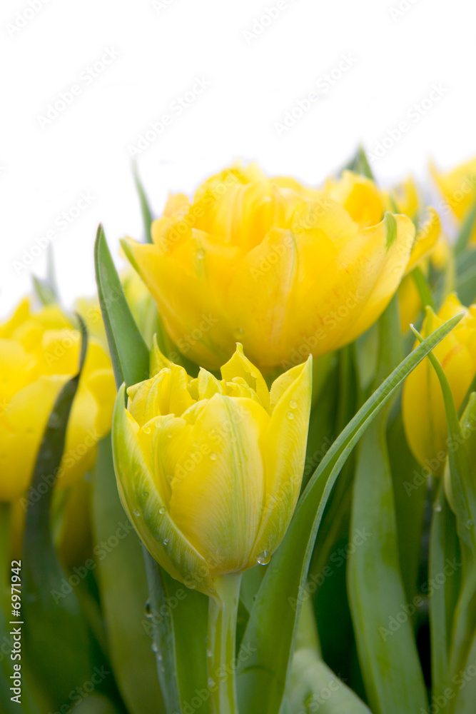 Naklejka premium Bouquet of yellow tulips