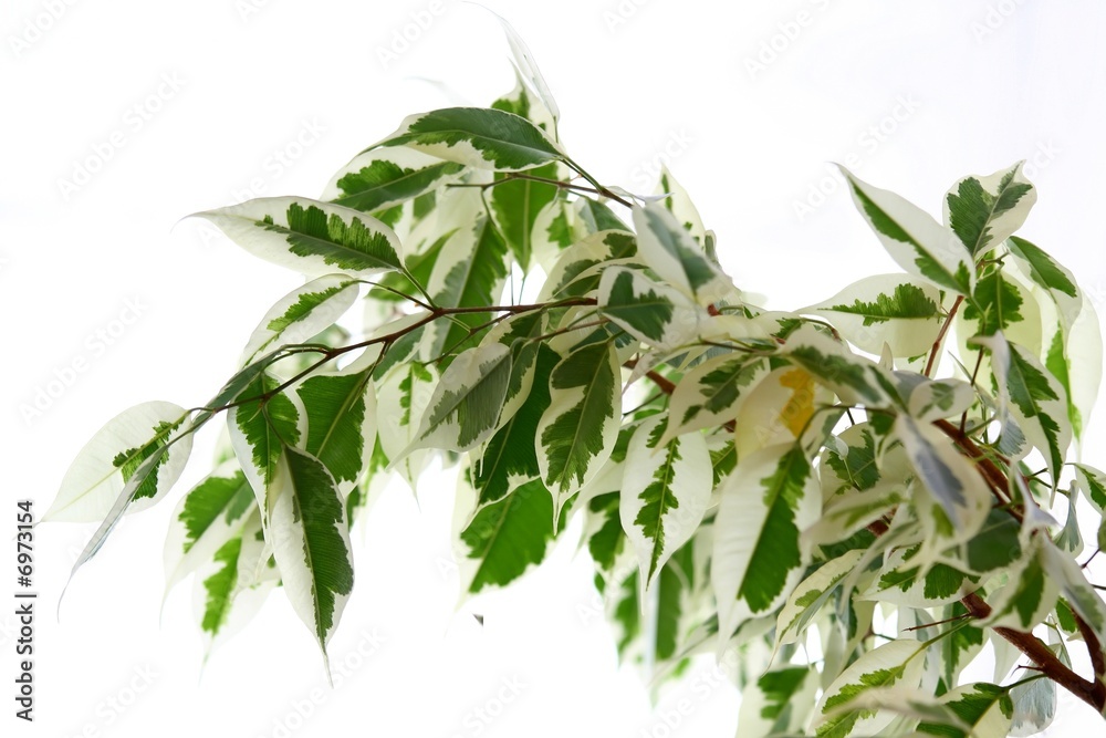 Fototapeta premium Green branch of tree ficus on white background