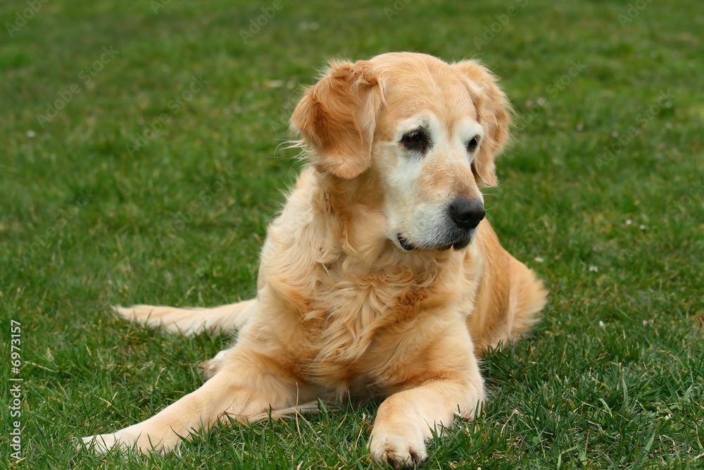 Golden retriever on green background 