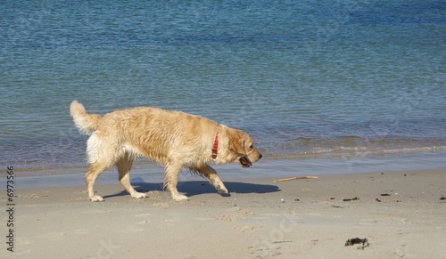 Running dog at sandy beach