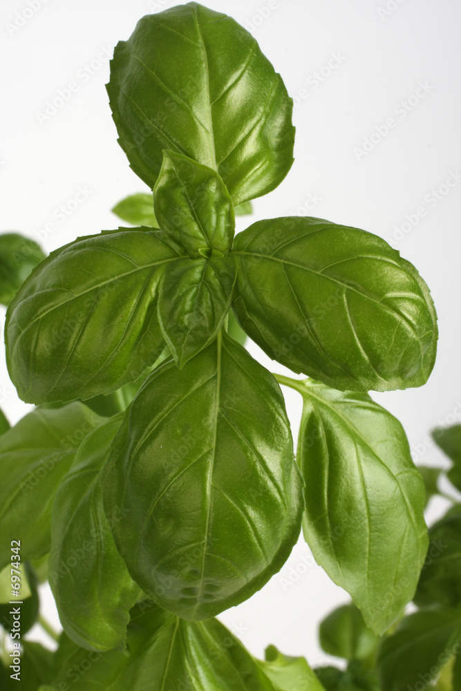 Basilikum Blätter - Basil Leaves Basilikum Blätter - Basil Leaves