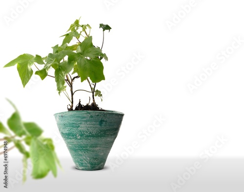 photographie d'une plante en pot