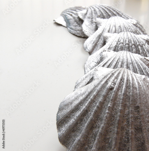coquillage d'argent
