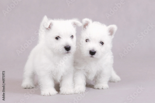 West Highland White Terrier / westie puppies