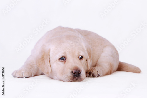 Labrador puppy © Waldemar D&#261;brow