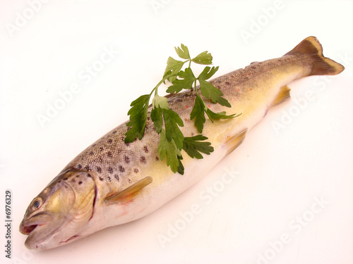 Trout fish photo