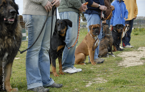 Photography training with dogs