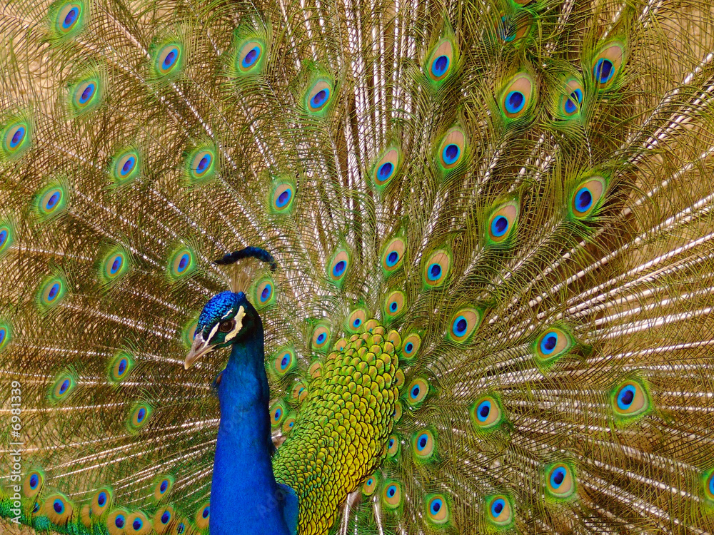 Fototapeta premium peacock in a zoo