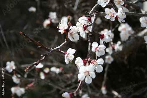 ramo di ciliegio con fiori rosa