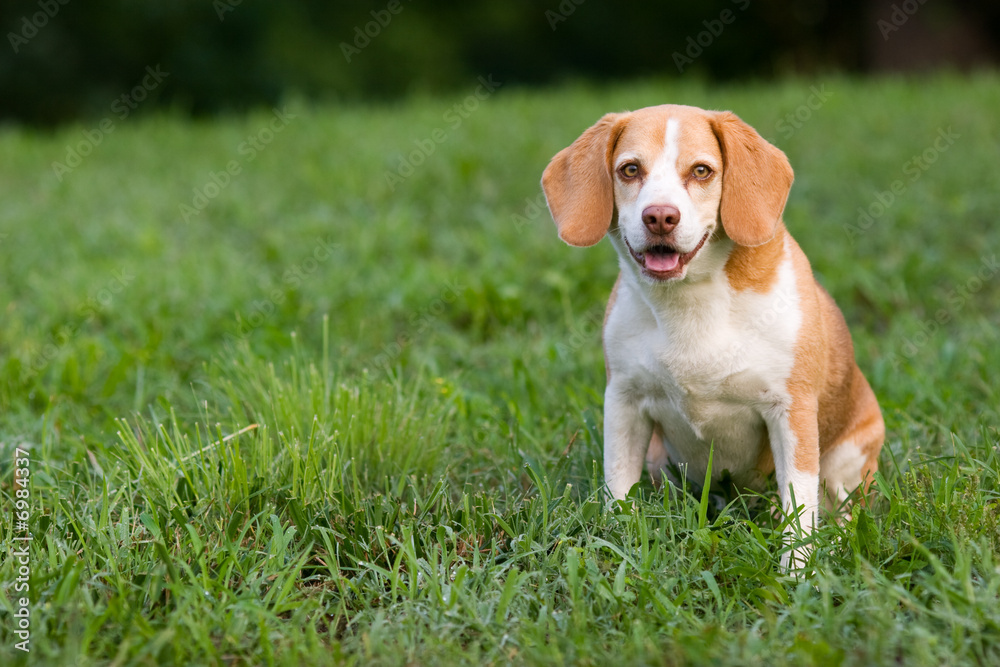 Cute beagle watching you
