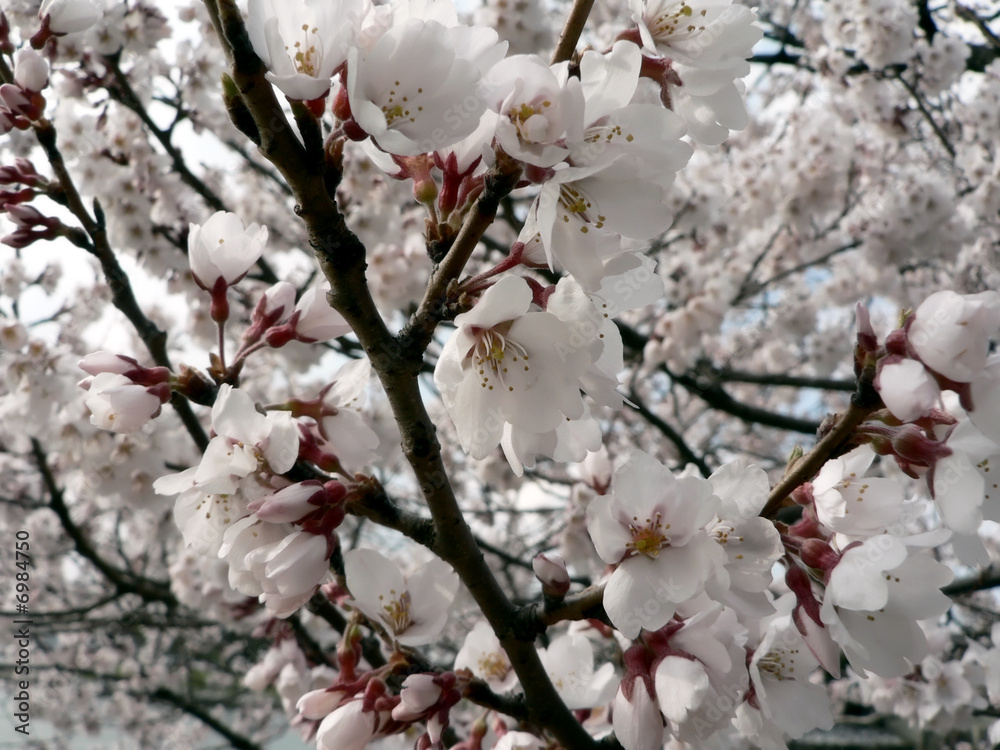 cherry blossoms of Washington, DC '08 6