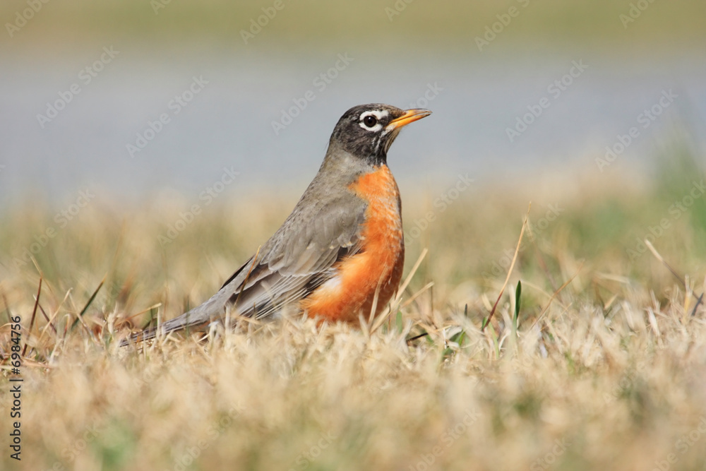 Fototapeta premium First Sign Of Spring - American Robin