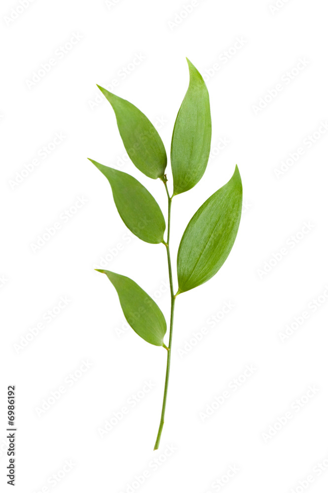 Branch with green leaves isolated on the white