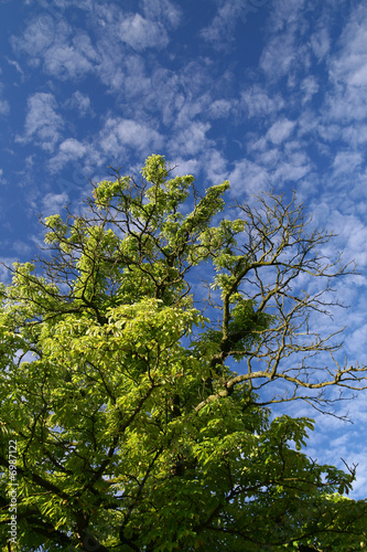 sky   tree