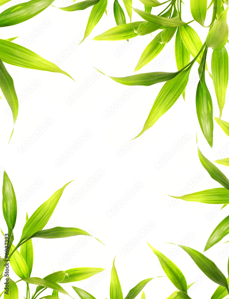 Obraz premium Beautiful bamboo leaves border over white background