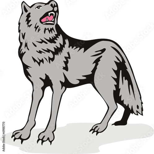 Grey wolf