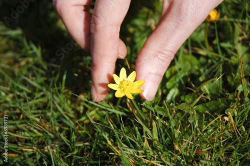 picking buttercup