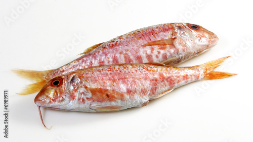 Photos salmonetes
