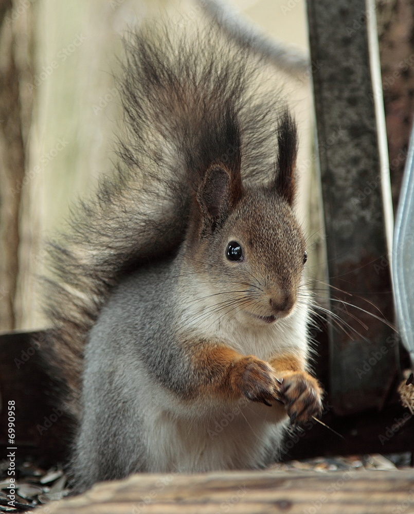 Fototapeta premium Squirrel eating