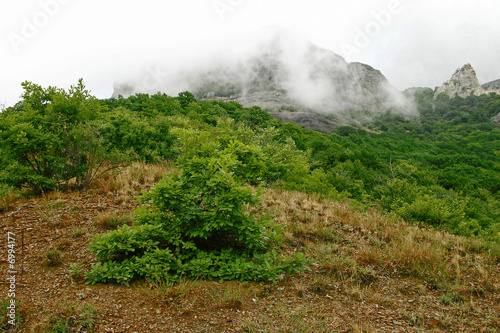 Hi-land flora in the fog №2 photo