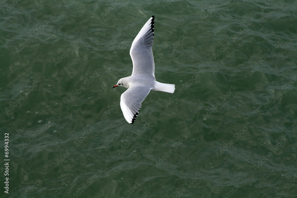la mouette
