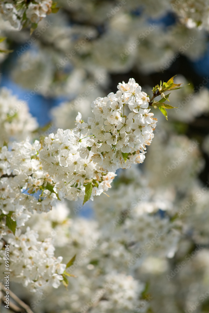 Fototapeta premium spring blossoms