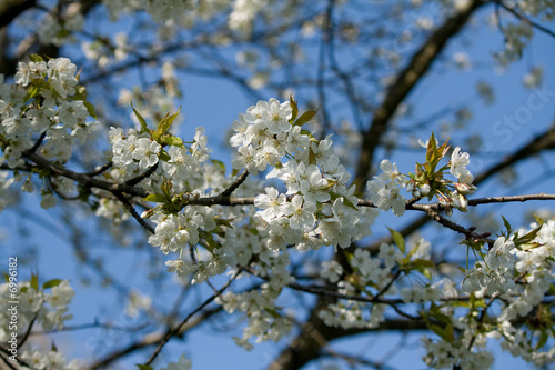 spring blossoms