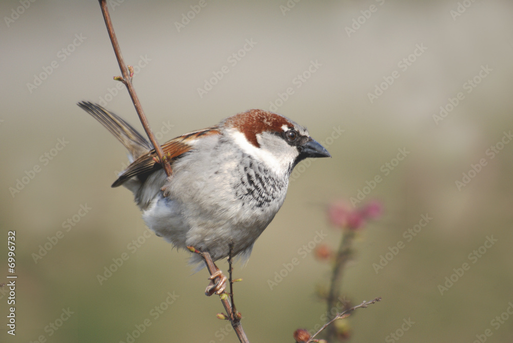 Fototapeta premium sparrow