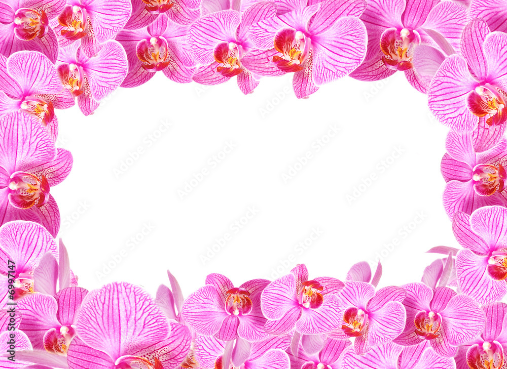 Frame made from orchid flowers