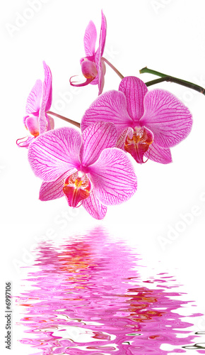 Pink orchid reflection © Fyle