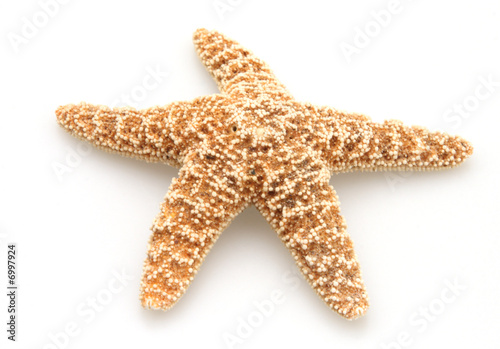 Starfish of Nature