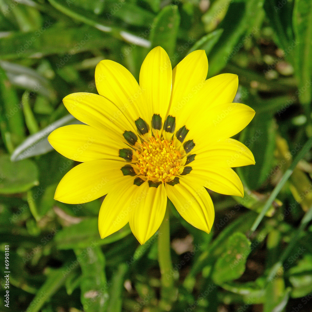 fleur soleil jaune fleur soleil jaune